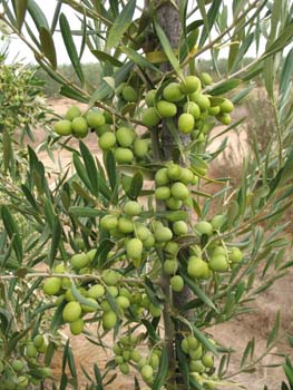 Arbosana Dett. Olive