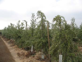 Arbosana Produzione 2°anno