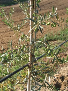 Vittoria dettaglio olive 2006