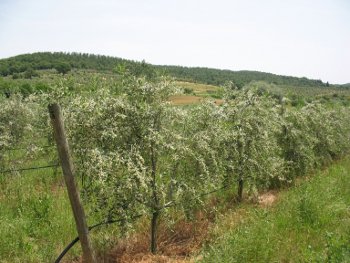 Vittoria fioritura 2010