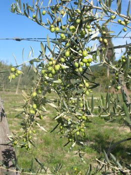 Vittoria dettaglio olive 2010